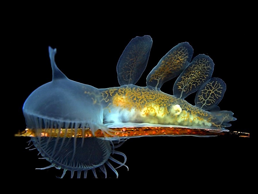 Translucent sea slug with golden patterns