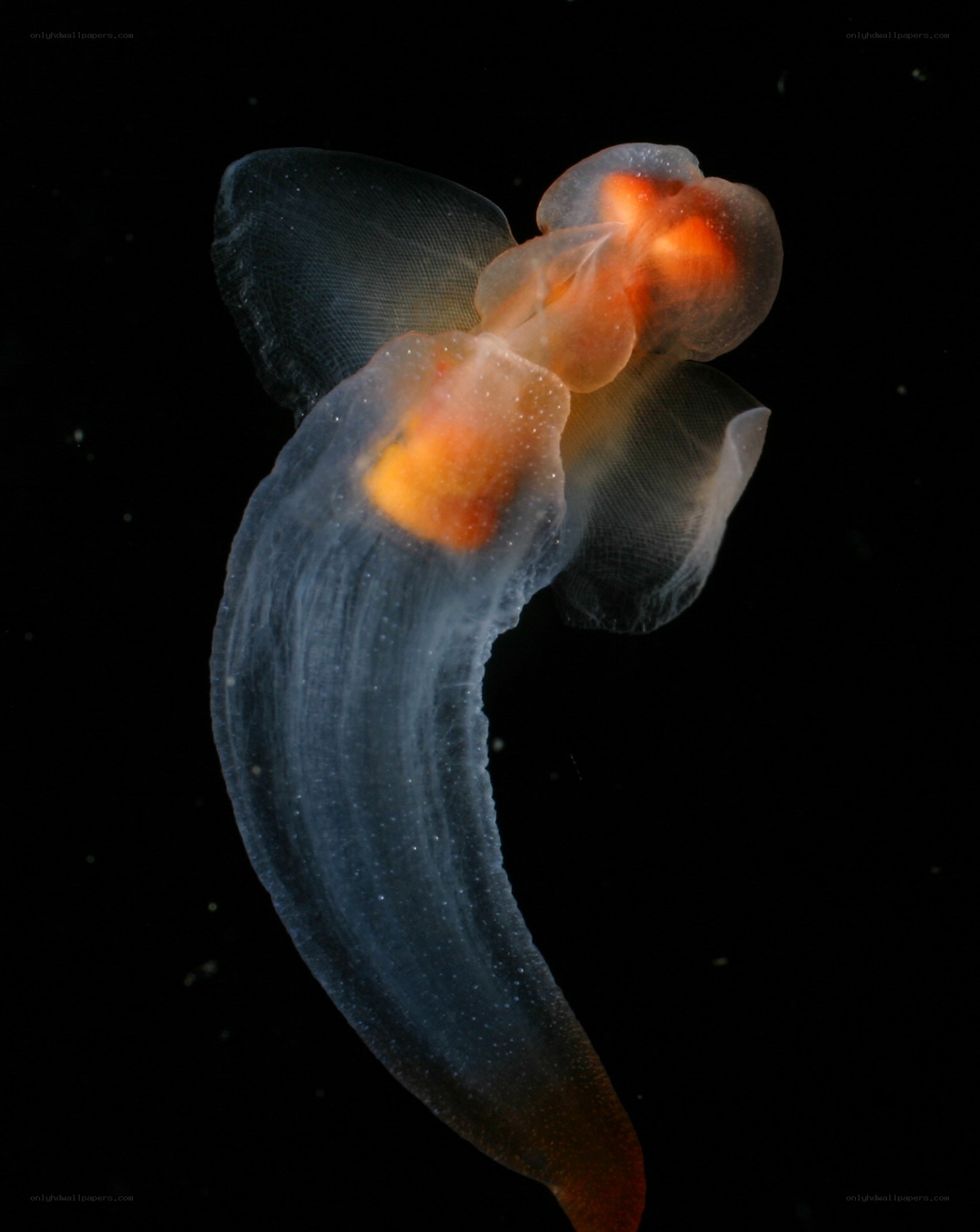 Translucent sea slug with orange organs