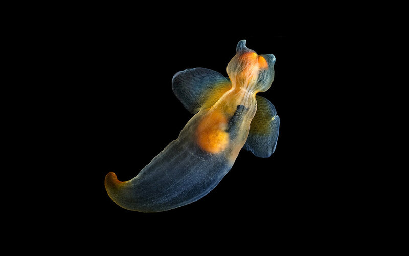 Translucent sea slug with orange spots