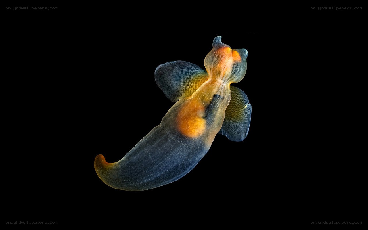 Translucent sea slug with orange spots