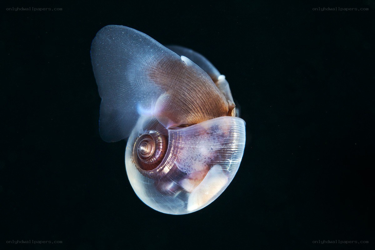 Translucent sea snail shell