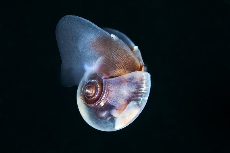 Translucent Sea Snail