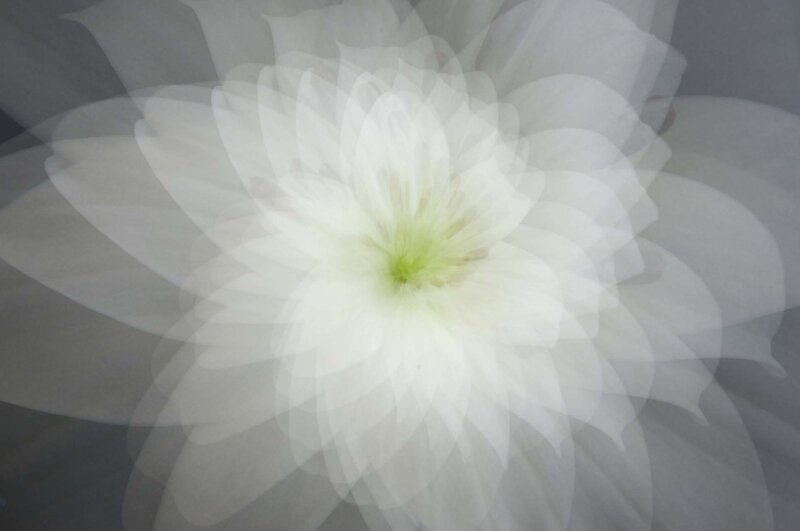 Translucent white flower bloom