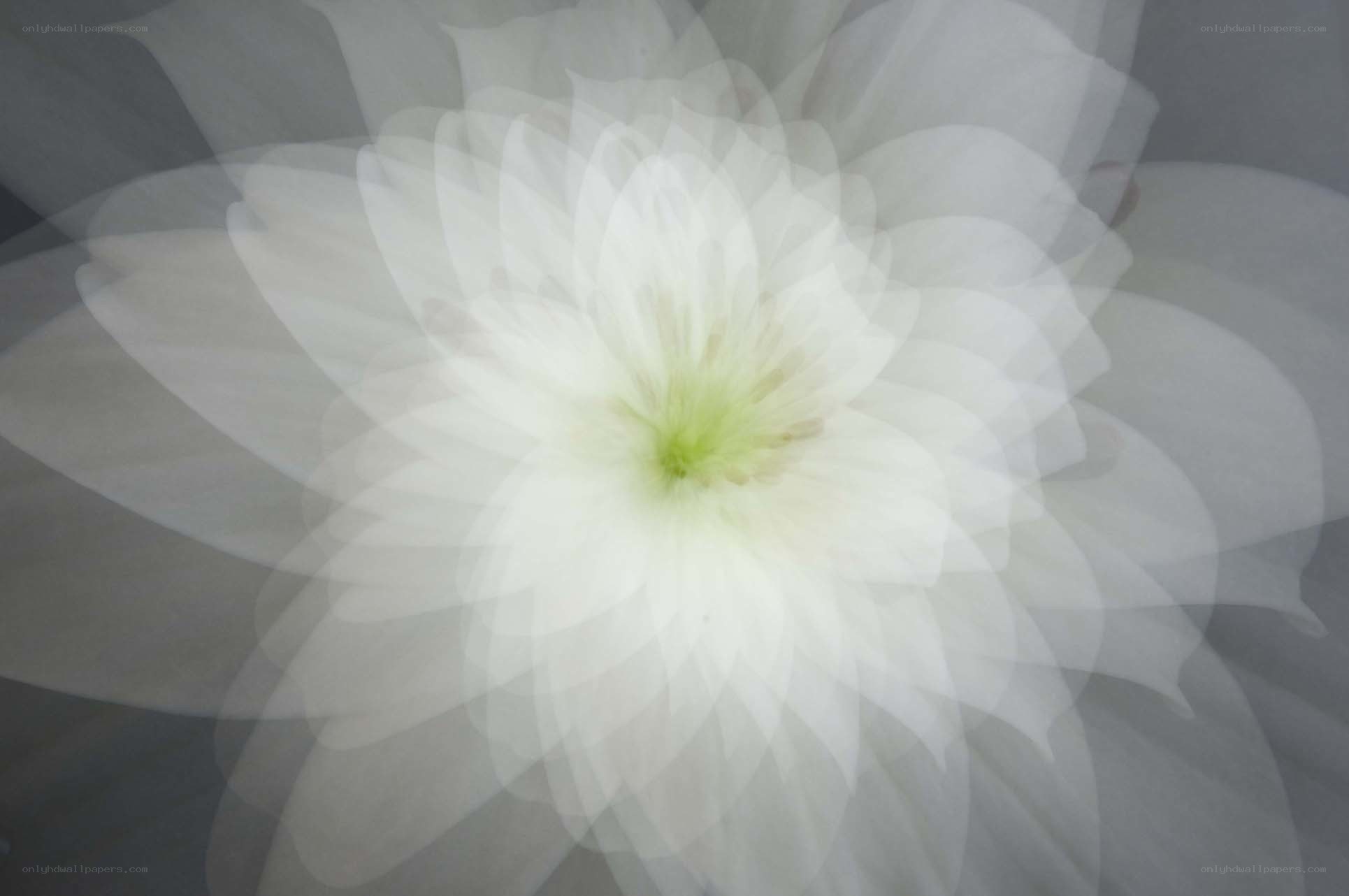 Translucent white flower bloom