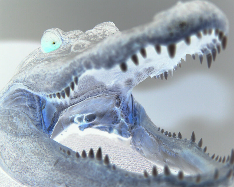 transparent crocodile skull