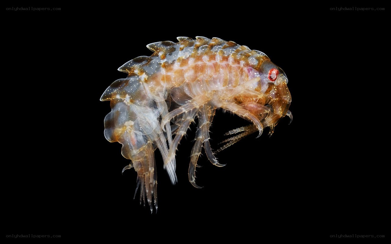 Transparent crustacean with red eye