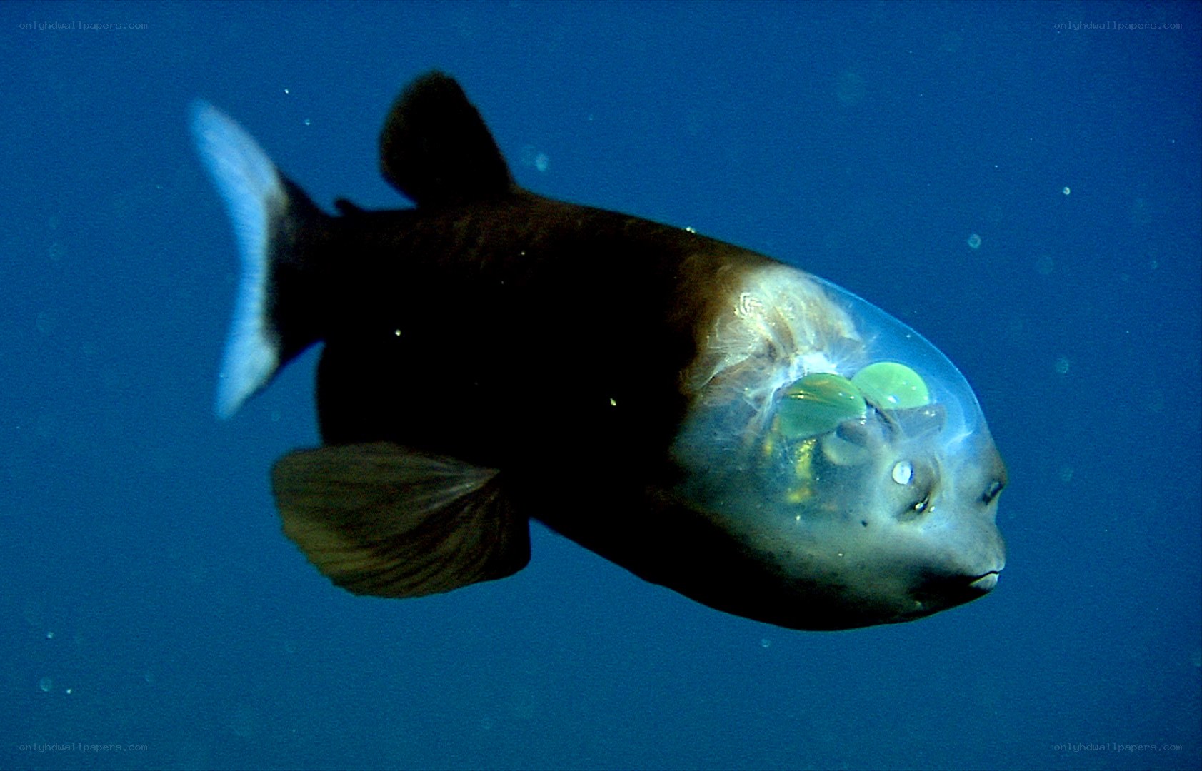 Transparent fish in deep water