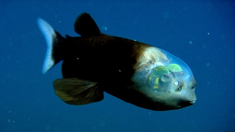 Transparent Fish in Water — Blue, Serene