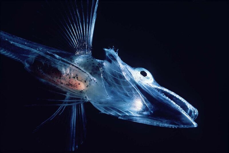 Transparent Fish in Water — Blue