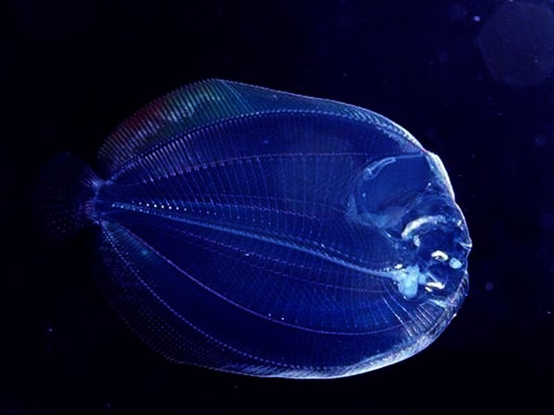 Transparent Fish in Water