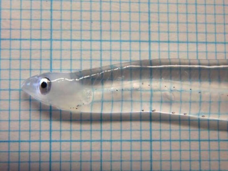 Transparent Fish Larva — Blue