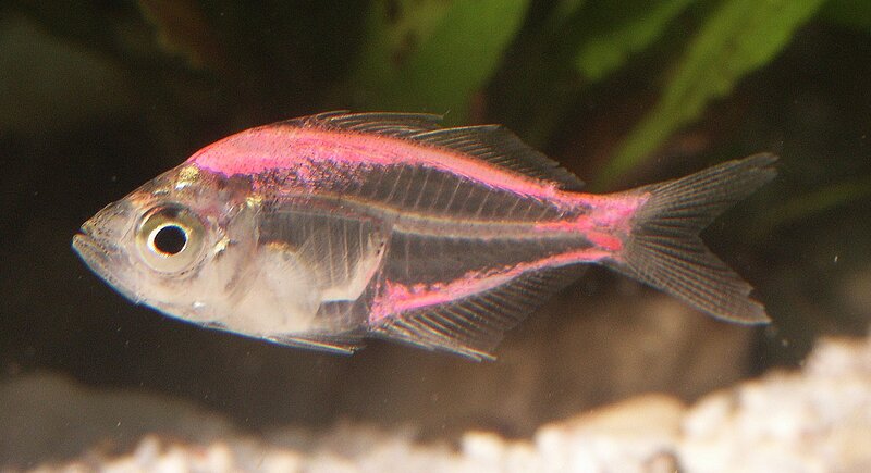 Transparent Fish with Pink Stripe