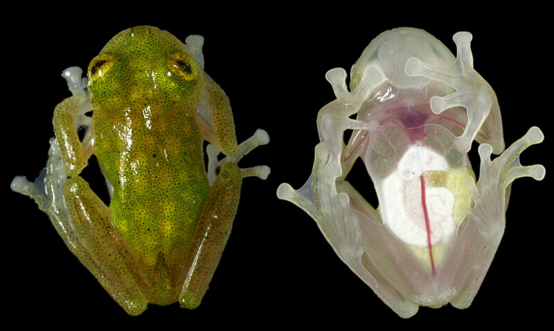 Transparent Frog — Green