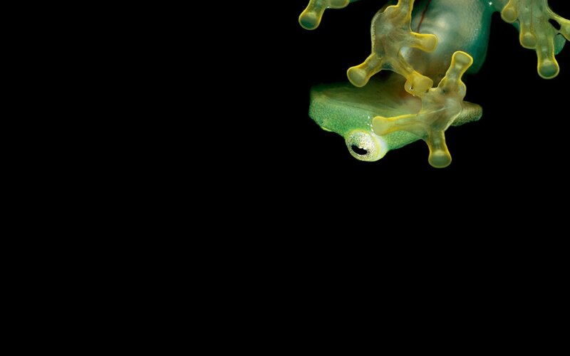 transparent frog on black background
