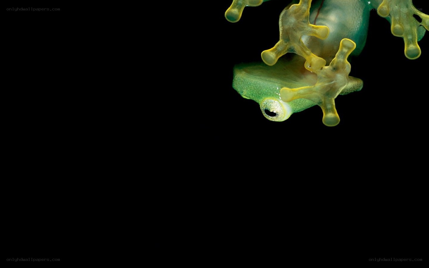 transparent frog on black background