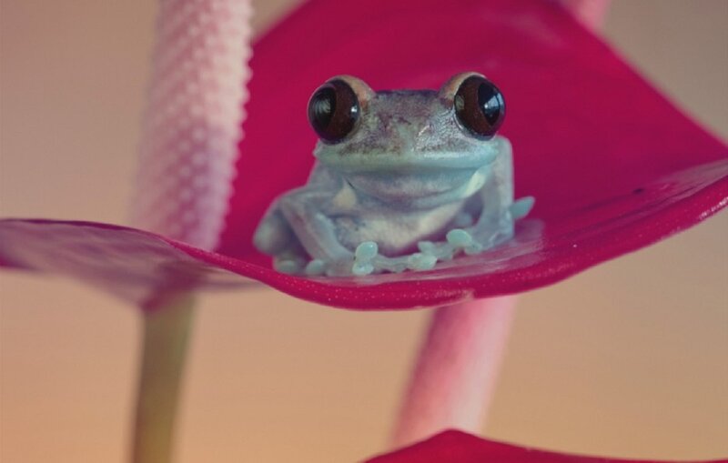 Transparent Frog on Flower