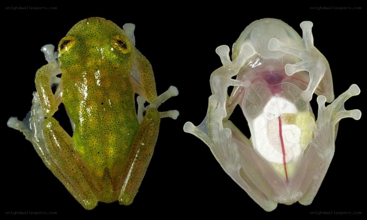 Transparent frog specimen