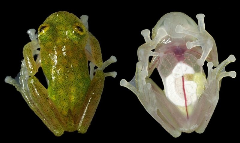 Transparent Frog Specimen — Green