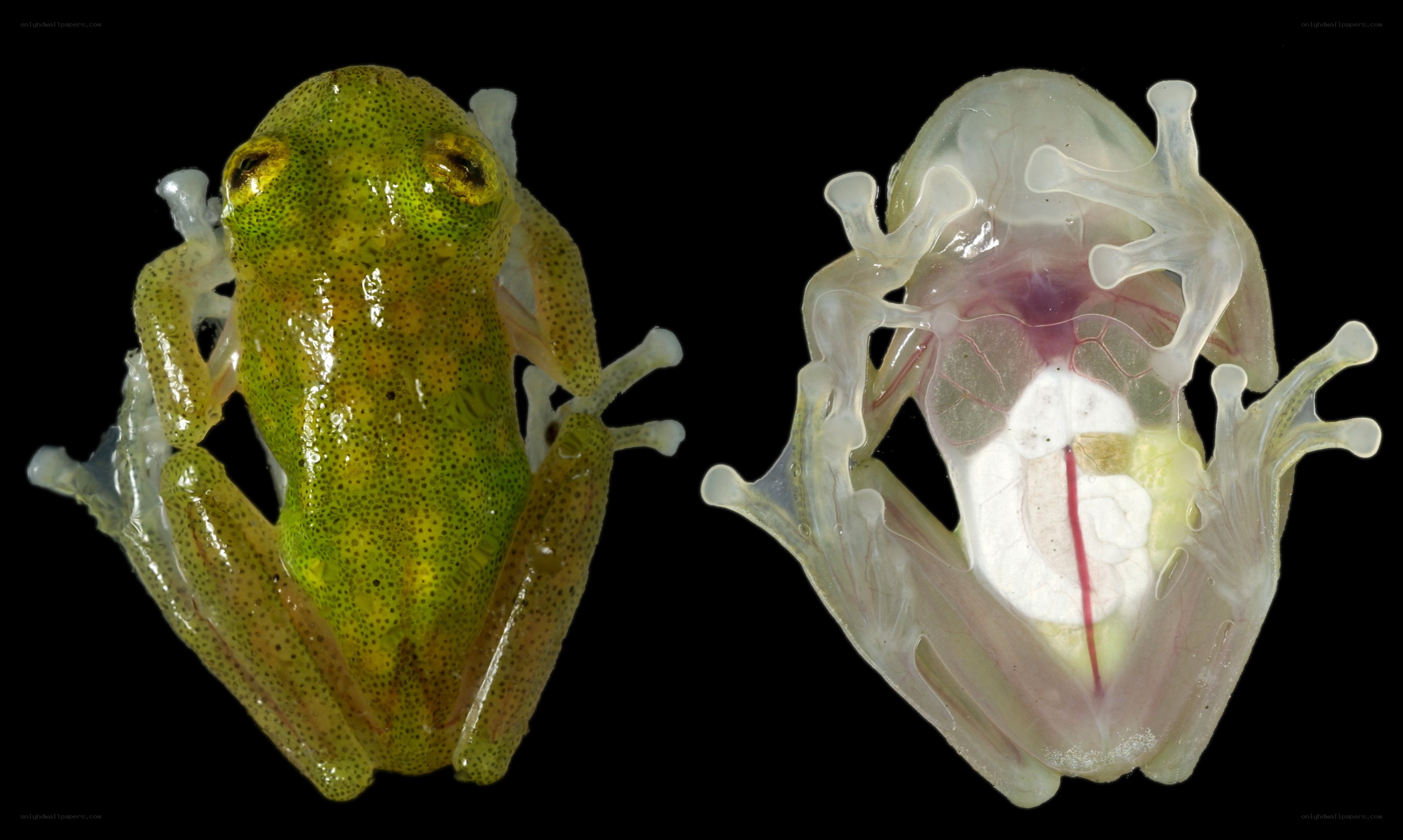 Transparent frog specimen