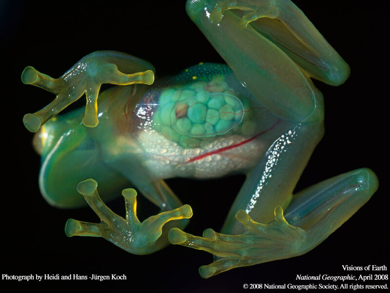 Transparent Frog