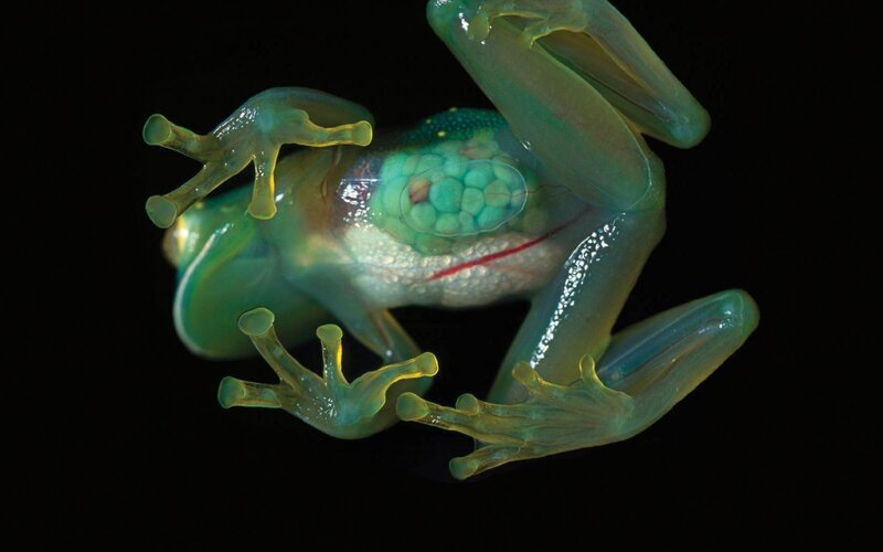 transparent frog with visible organs