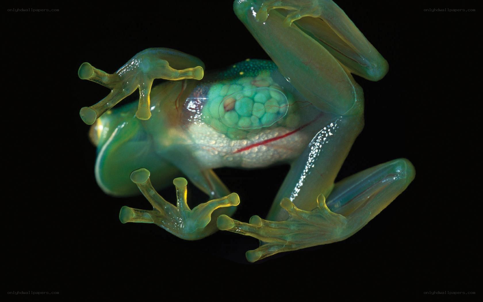 transparent frog with visible organs