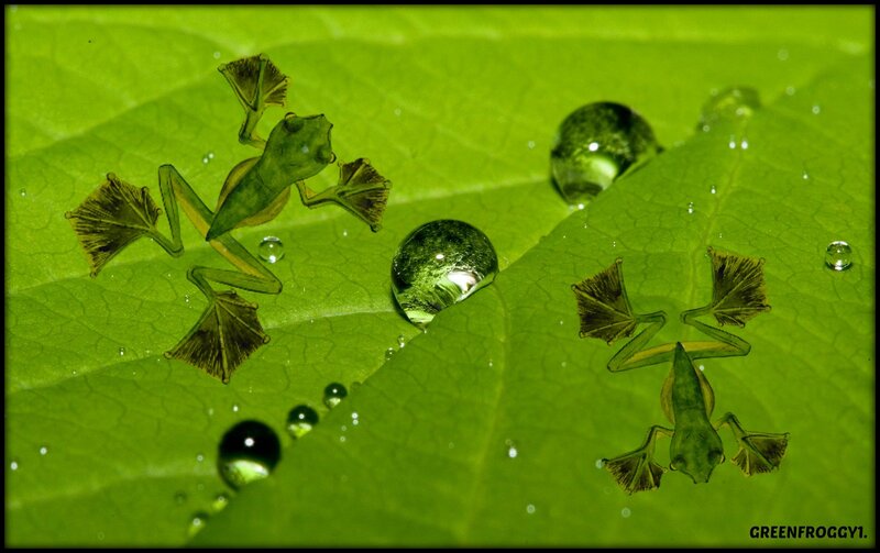 Transparent Frogs on Leaf
