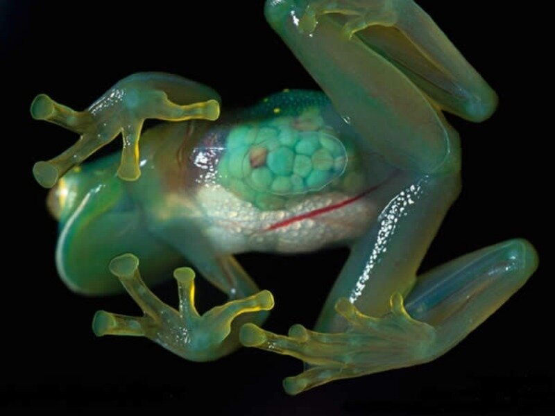 Transparent Glass Frog