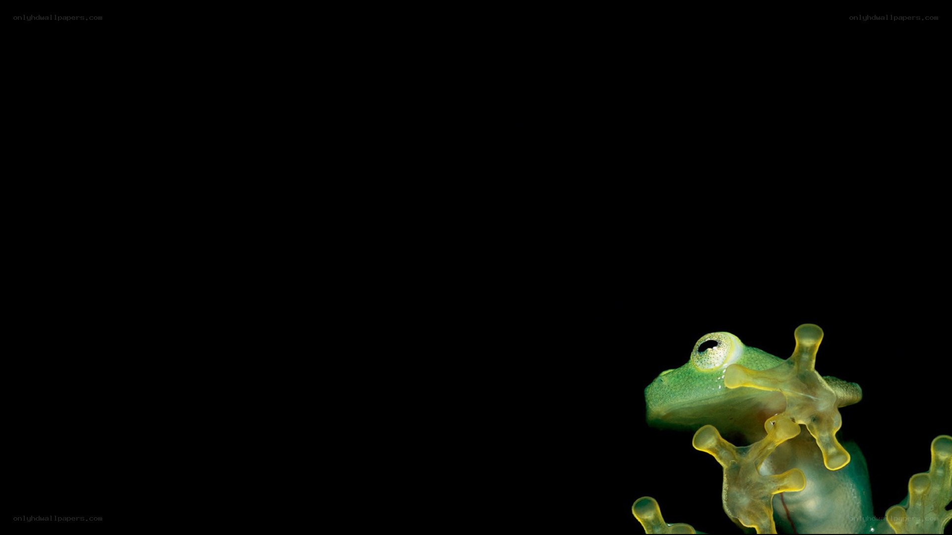 transparent green frog