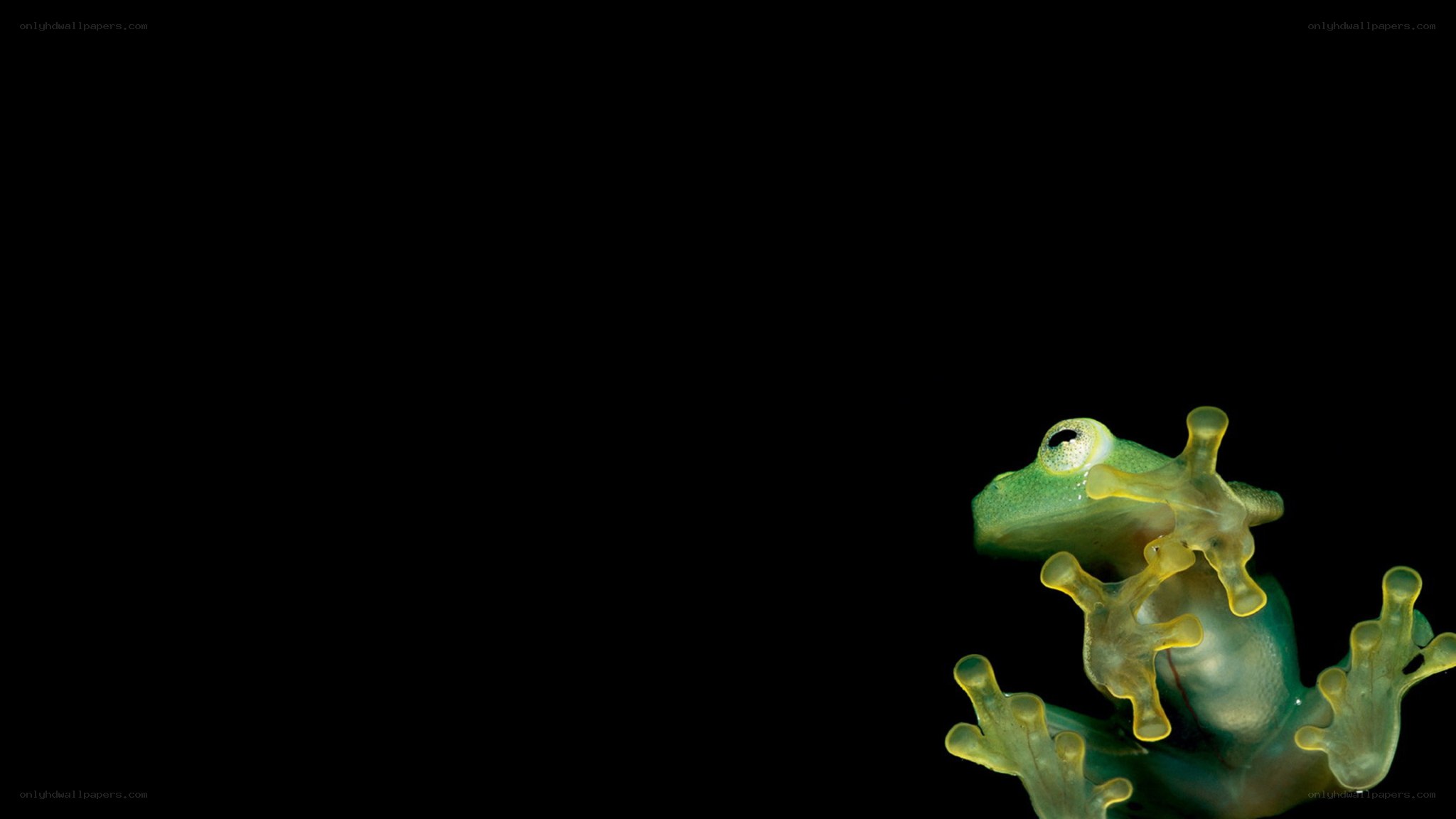 transparent green frog