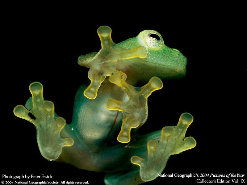 Transparent green frog