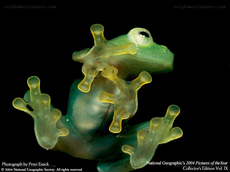 Transparent green frog