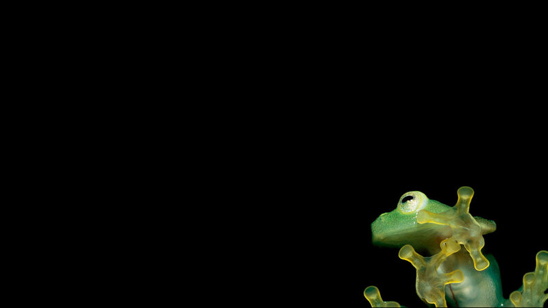 Transparent Green Frog — Dramatic, Photograph