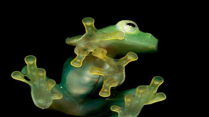 Transparent Green Frog — Dramatic