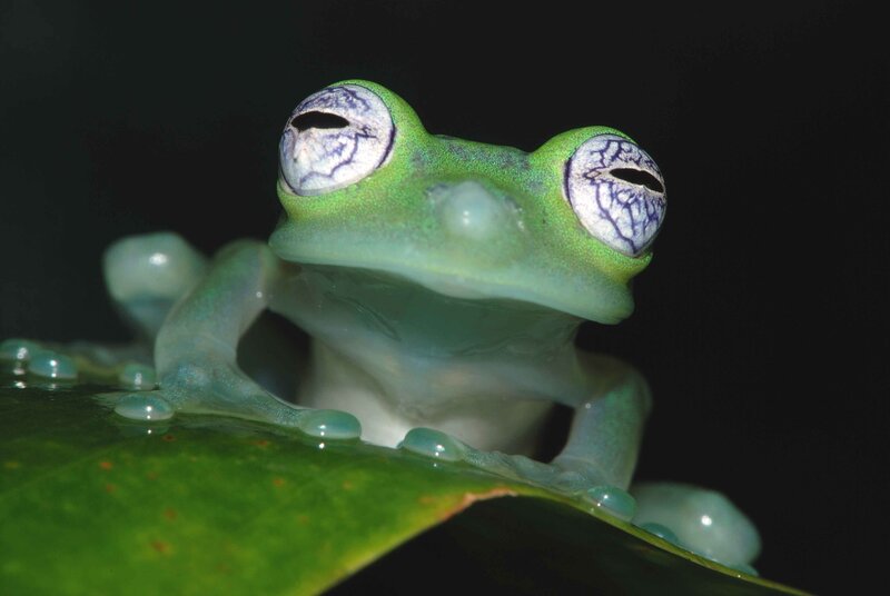 Transparent green frog on leaf