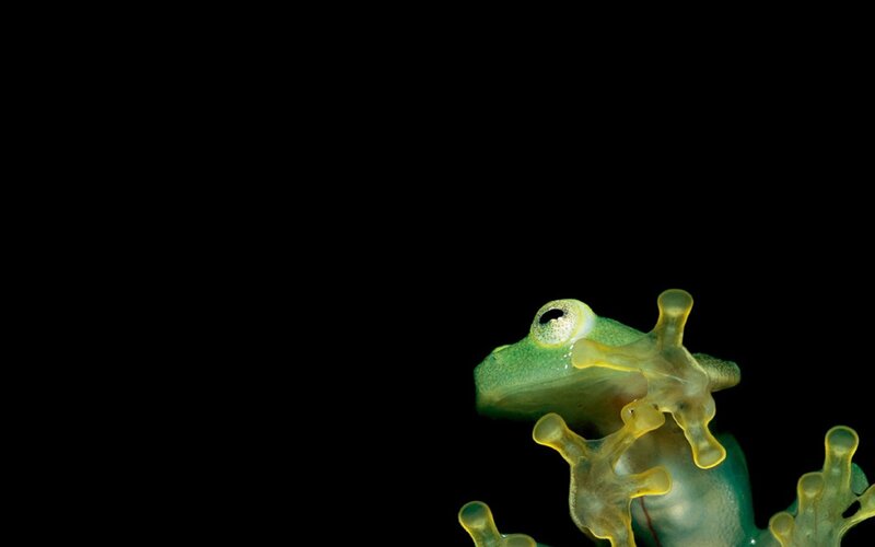 Transparent green frog