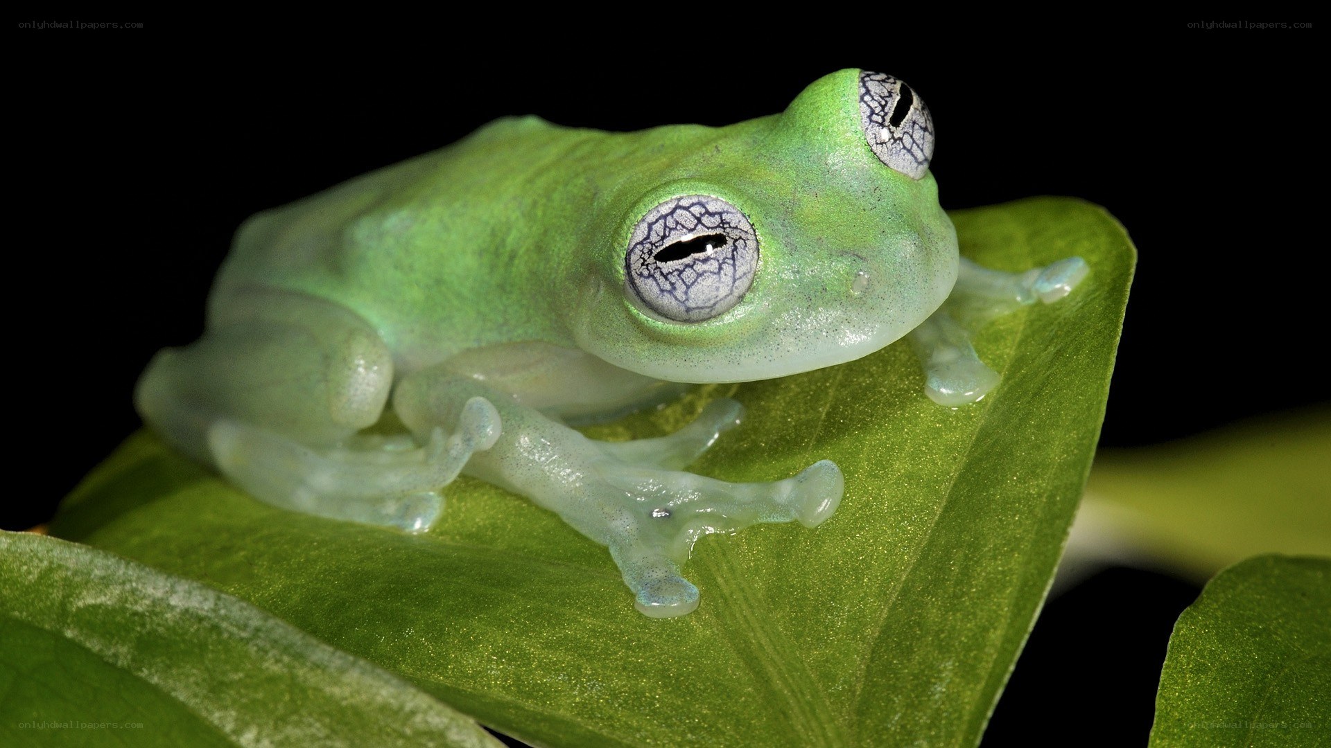 Transparent green tree frog