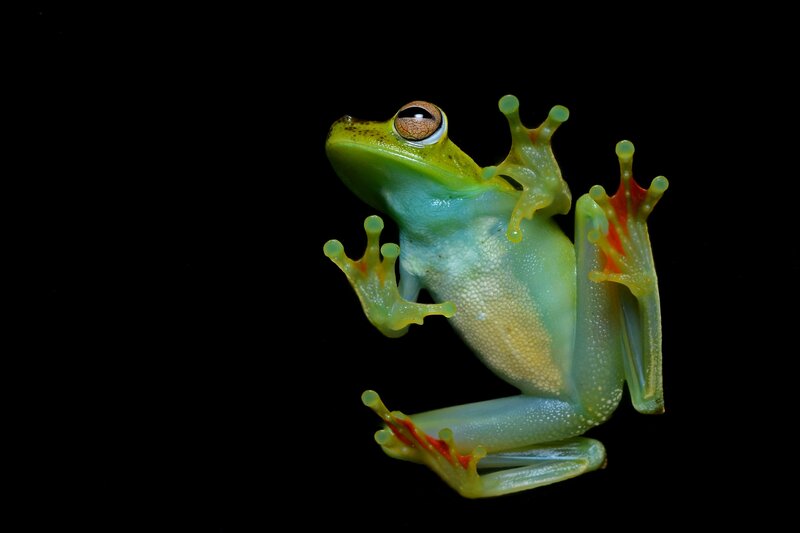 Transparent green tree frog