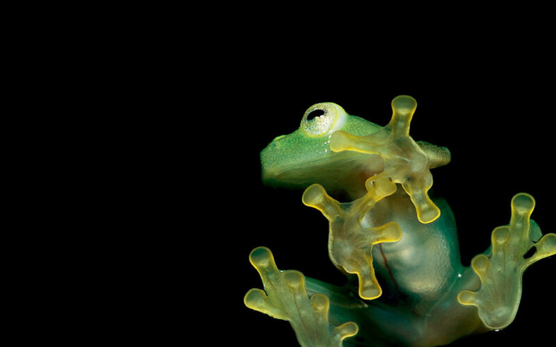Transparent green tree frog