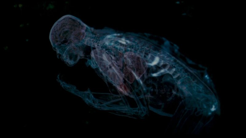 Transparent Humanoid Figure — Blue