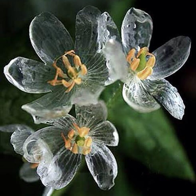 Transparent Ice Flowers