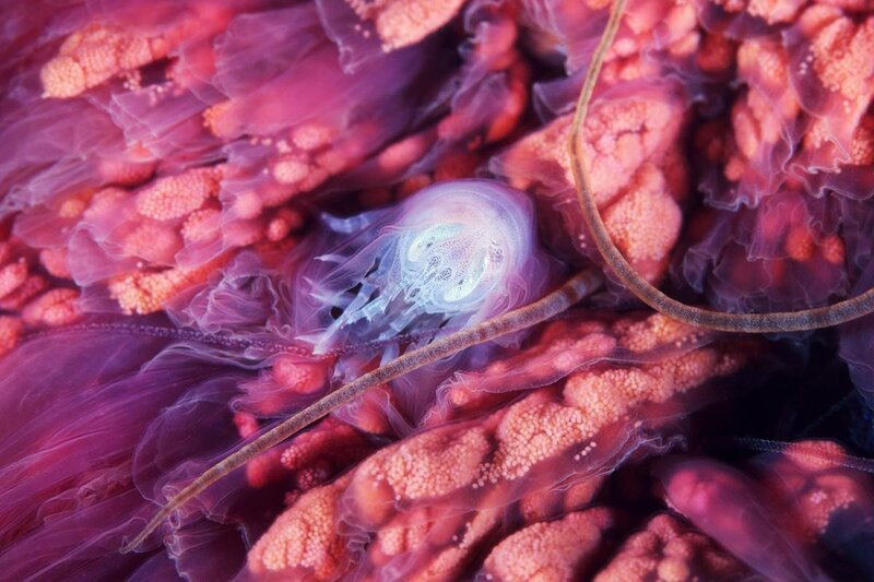 Transparent jellyfish among coral