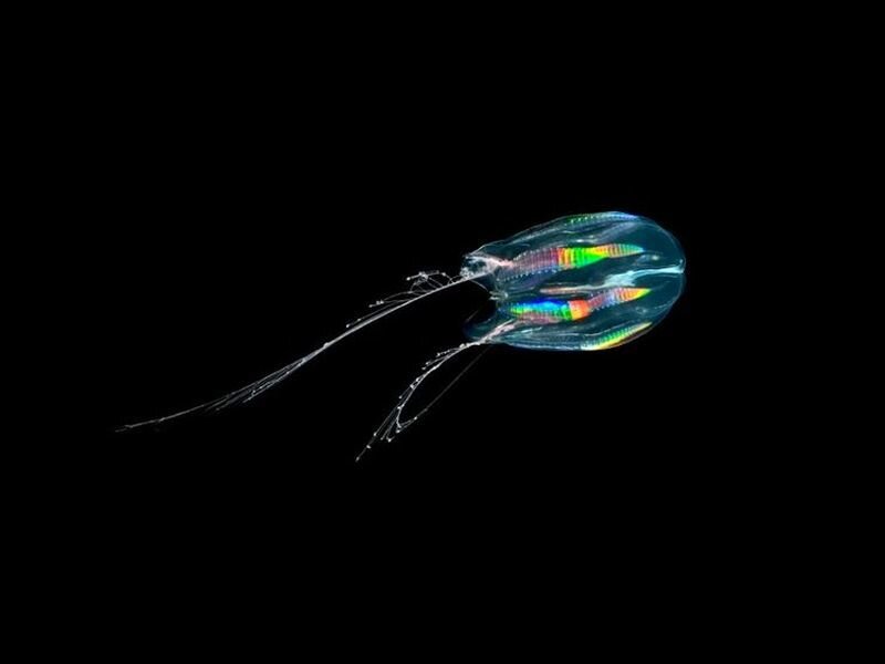 Transparent Jellyfish — Black