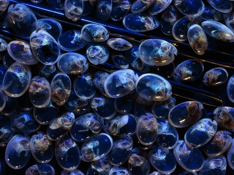 Transparent jellyfish eggs