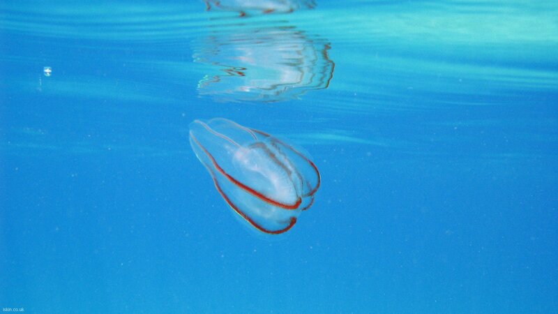 Transparent jellyfish in blue water