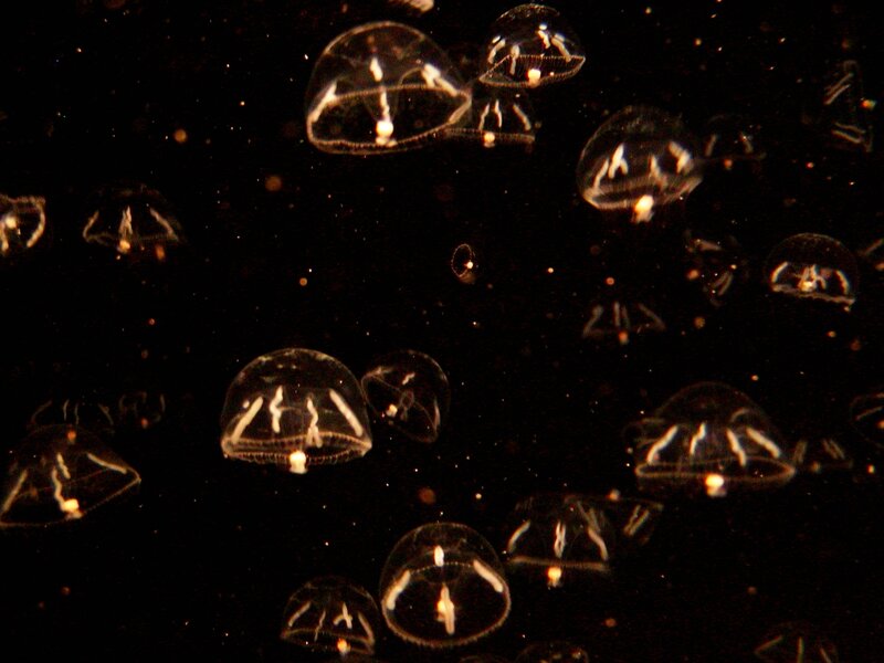 Transparent jellyfish in dark water