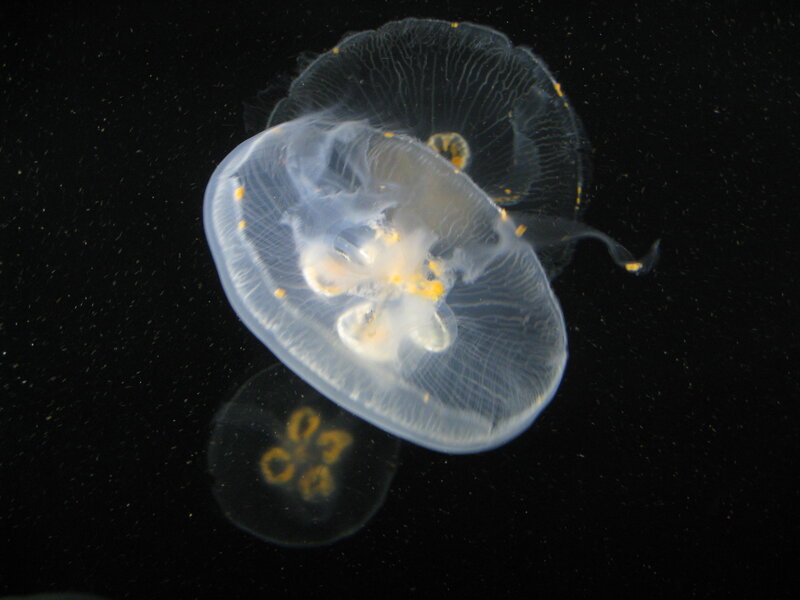 Transparent jellyfish in dark water