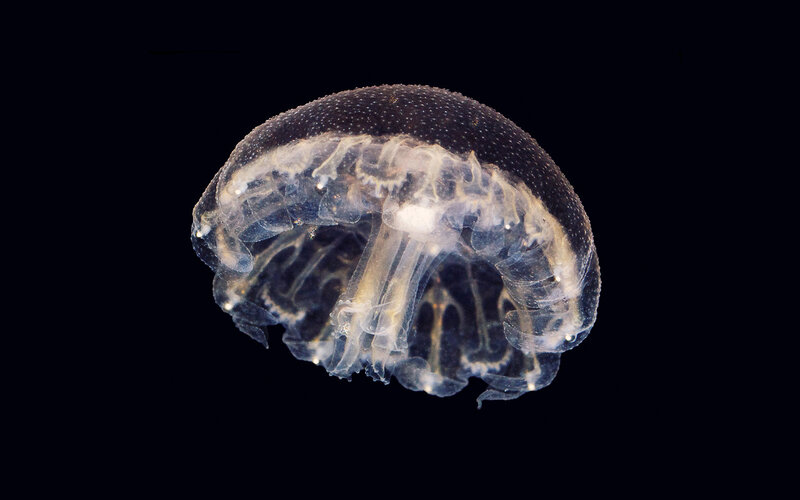 transparent jellyfish in dark water