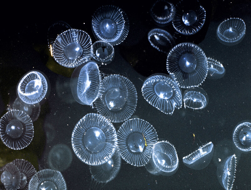 Transparent jellyfish in water