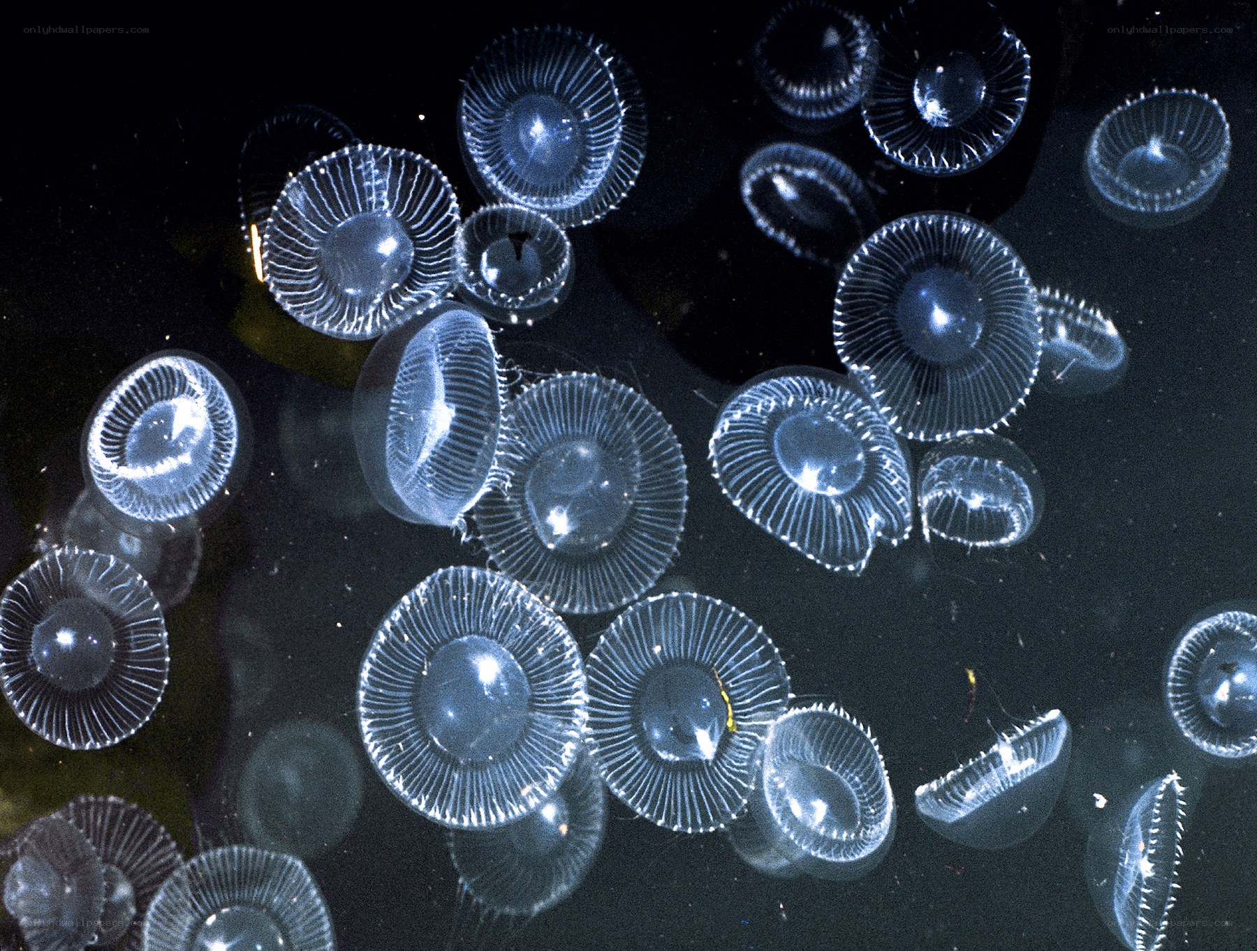 Transparent jellyfish in water